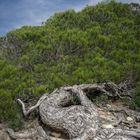 Der Octopus mit grünem Haaren