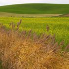 Der Odenwald bei Lichtenberg im Oktober