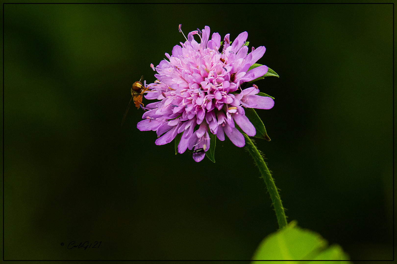 Der oder Die Besucher...