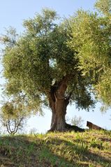 Der Ölbaum DSC_1744