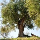 Der Ölbaum DSC_1744