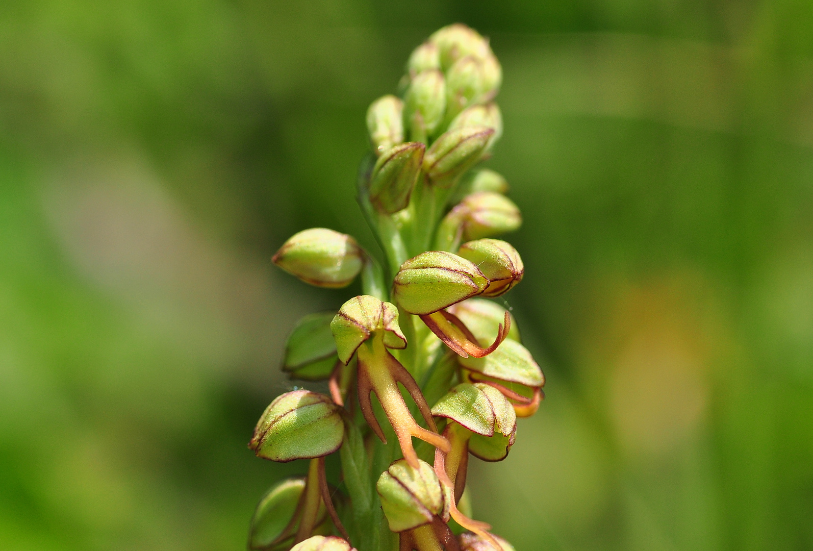 Der Ohnsporn ( Orchis anthropophora)