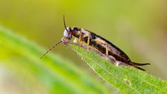 Der Ohrenkneifer (wissenschaftlich Fortificula auricularia) 