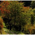 Der Oktober begann bunt...