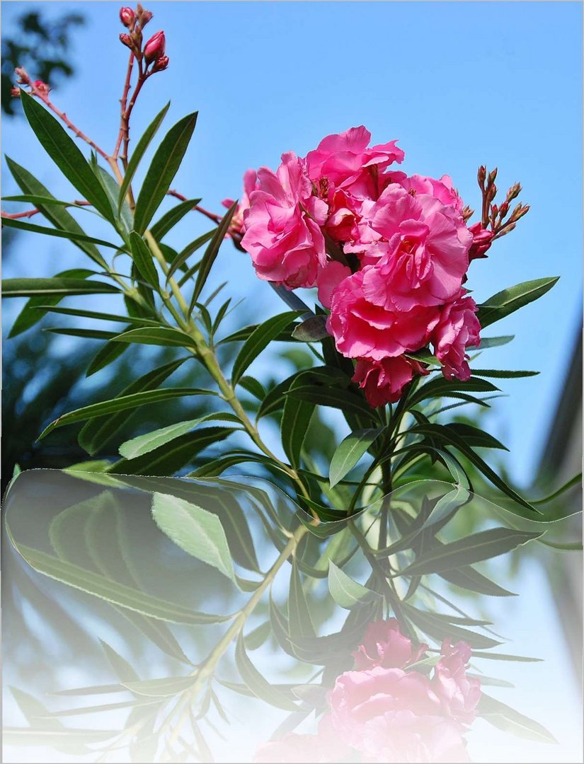 der Oleander