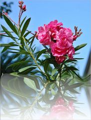 der Oleander