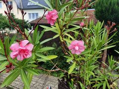 Der Oleander...