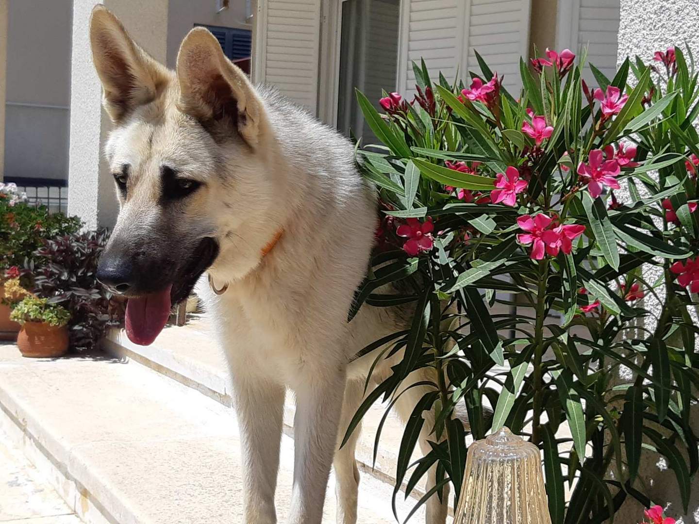 Der Oleander wird bewacht