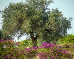 Der Olivenbaum am Weinberg