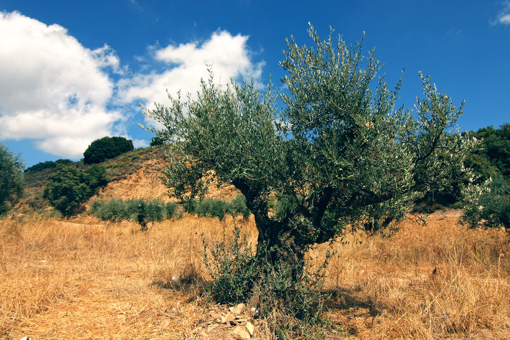 Der Olivenbaum
