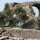 Der Olivenbaum - Grotte di Catullo