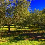 Der Olivenbaumgarten