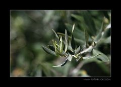 Der Olivenzweig
