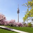 Der Olympiaturm in München ragt in einen strahlend blauen Himmel