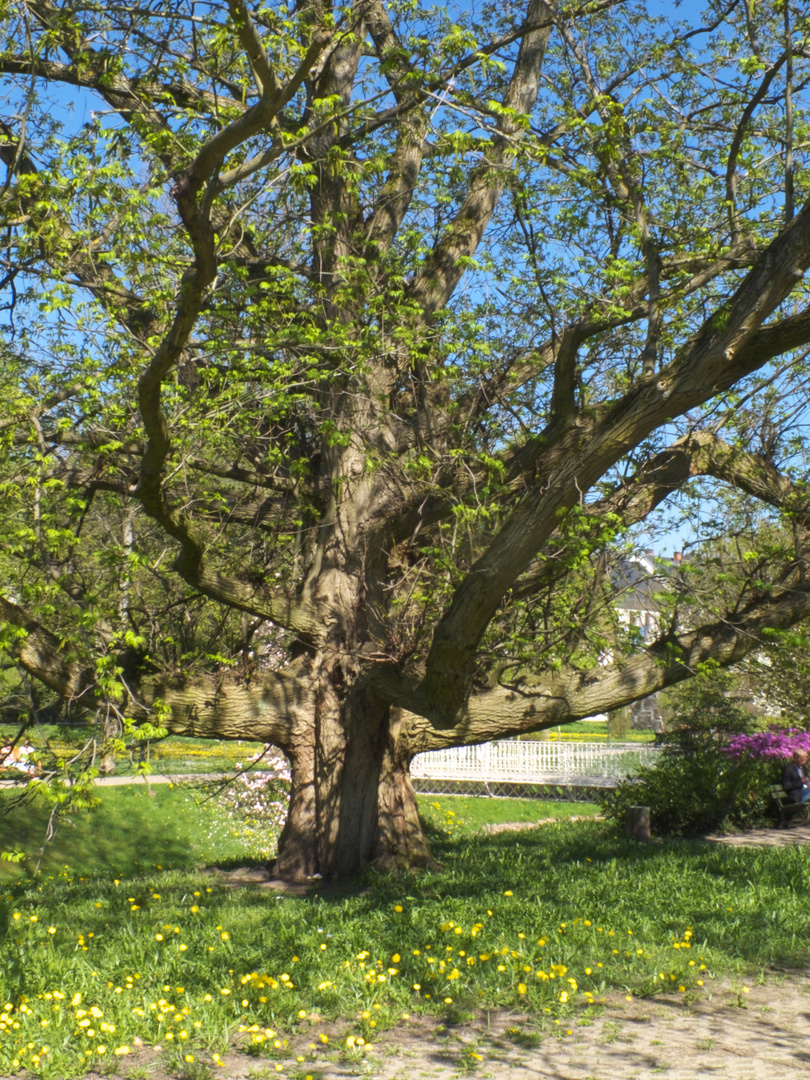 Der Orakel-Baum