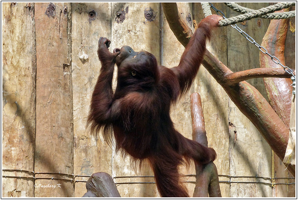 Der Oran-Utan schnappt nach Futter