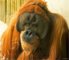 Der Orang Utan