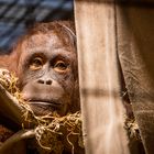 Der Orang Utan