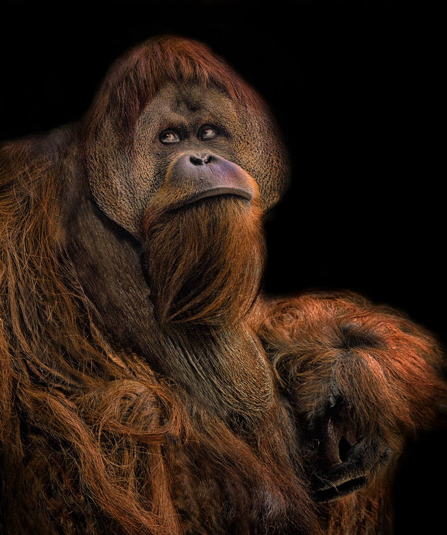 Der Orang Utan