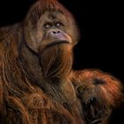 Der Orang Utan