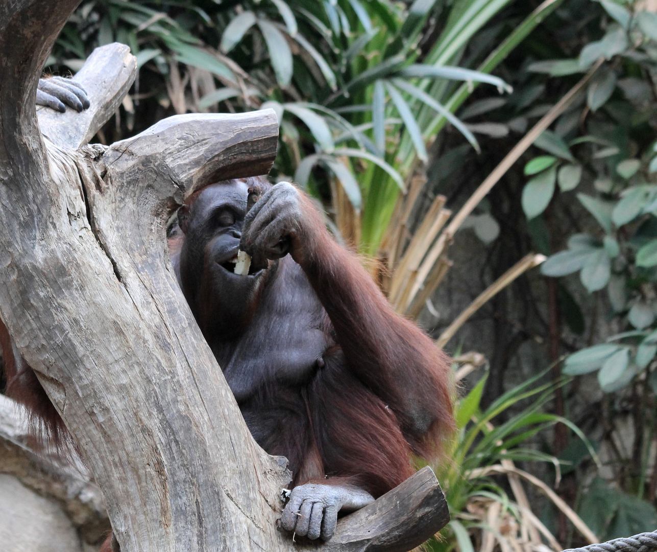 Der Orang Utang läßt es sich schmecken