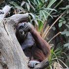 Der Orang Utang läßt es sich schmecken