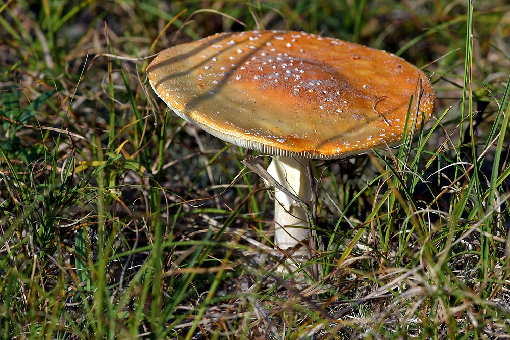 Der orange Fliegenpilz