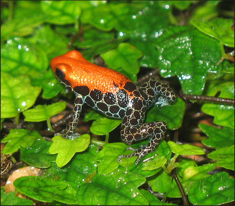 der orange frosch