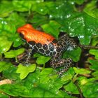 der orange frosch