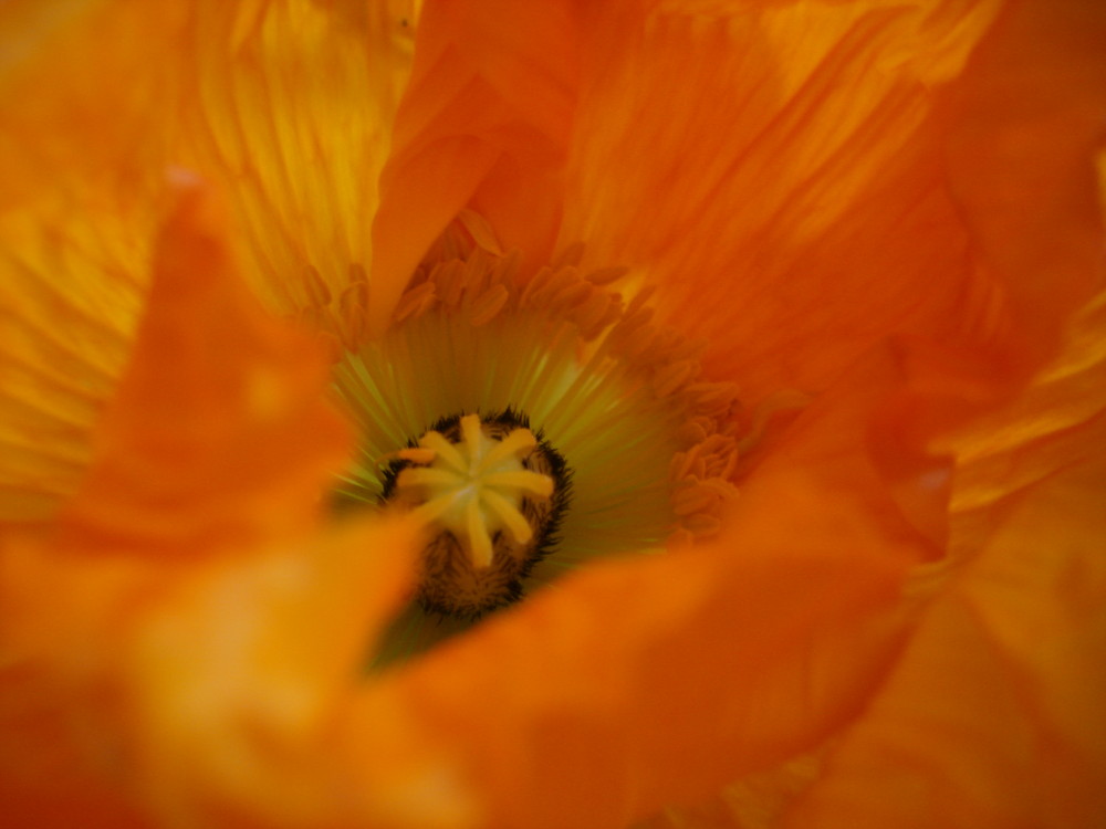 Der orange Mohn