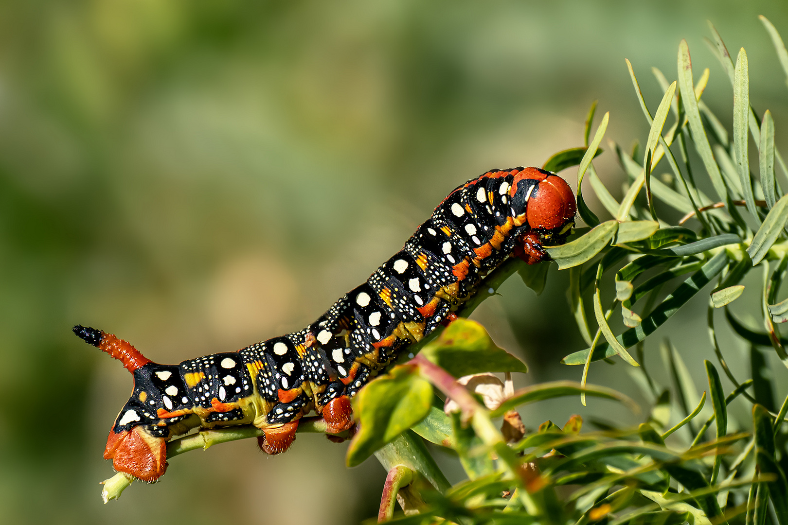 Der orange-schwarze Stachel