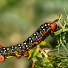 Der orange-schwarze Stachel