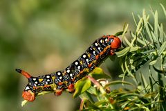 Der orange-schwarze Stachel