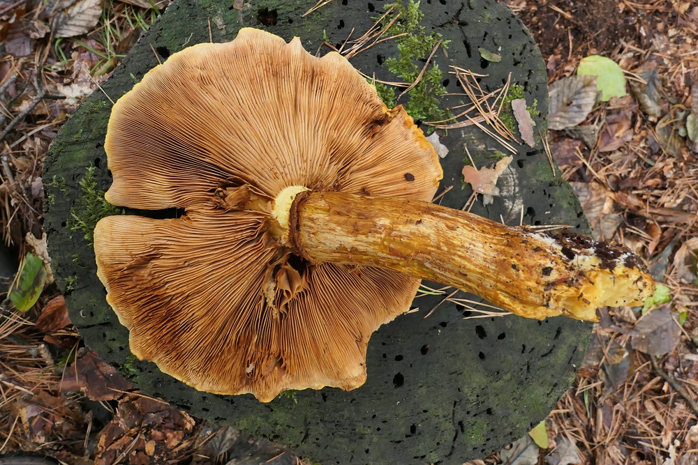 Der orangerote Riesenpilz 03