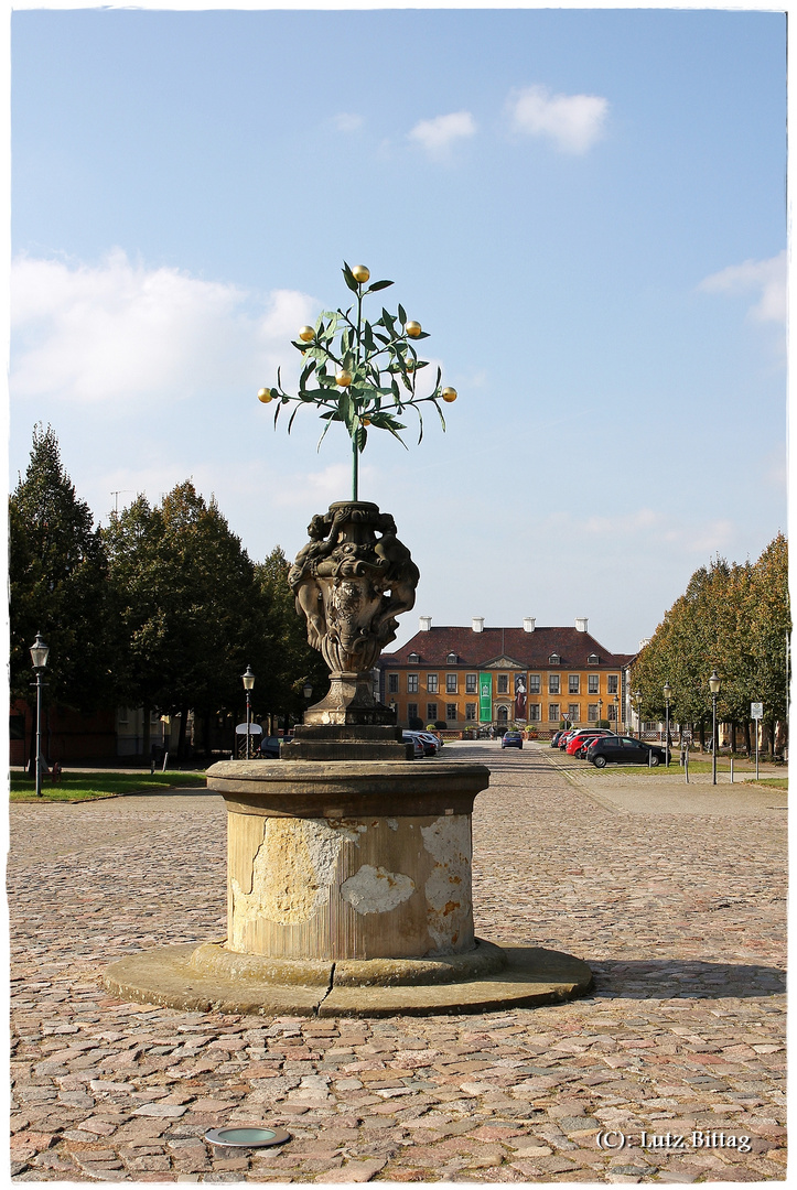 Der Oranienbaum ...