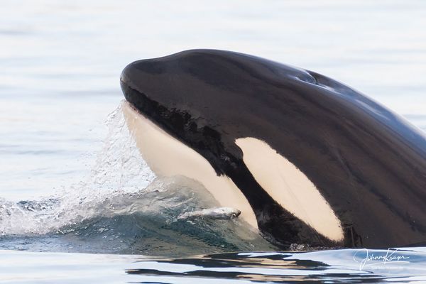 Der Orca und der Hering.. 