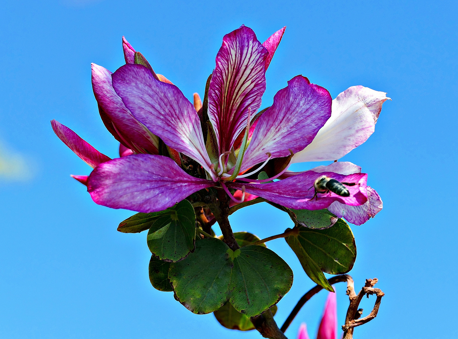 Der Orchideenbaum (Bauhinia purpurea) . . .