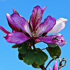 Der Orchideenbaum (Bauhinia purpurea) . . .