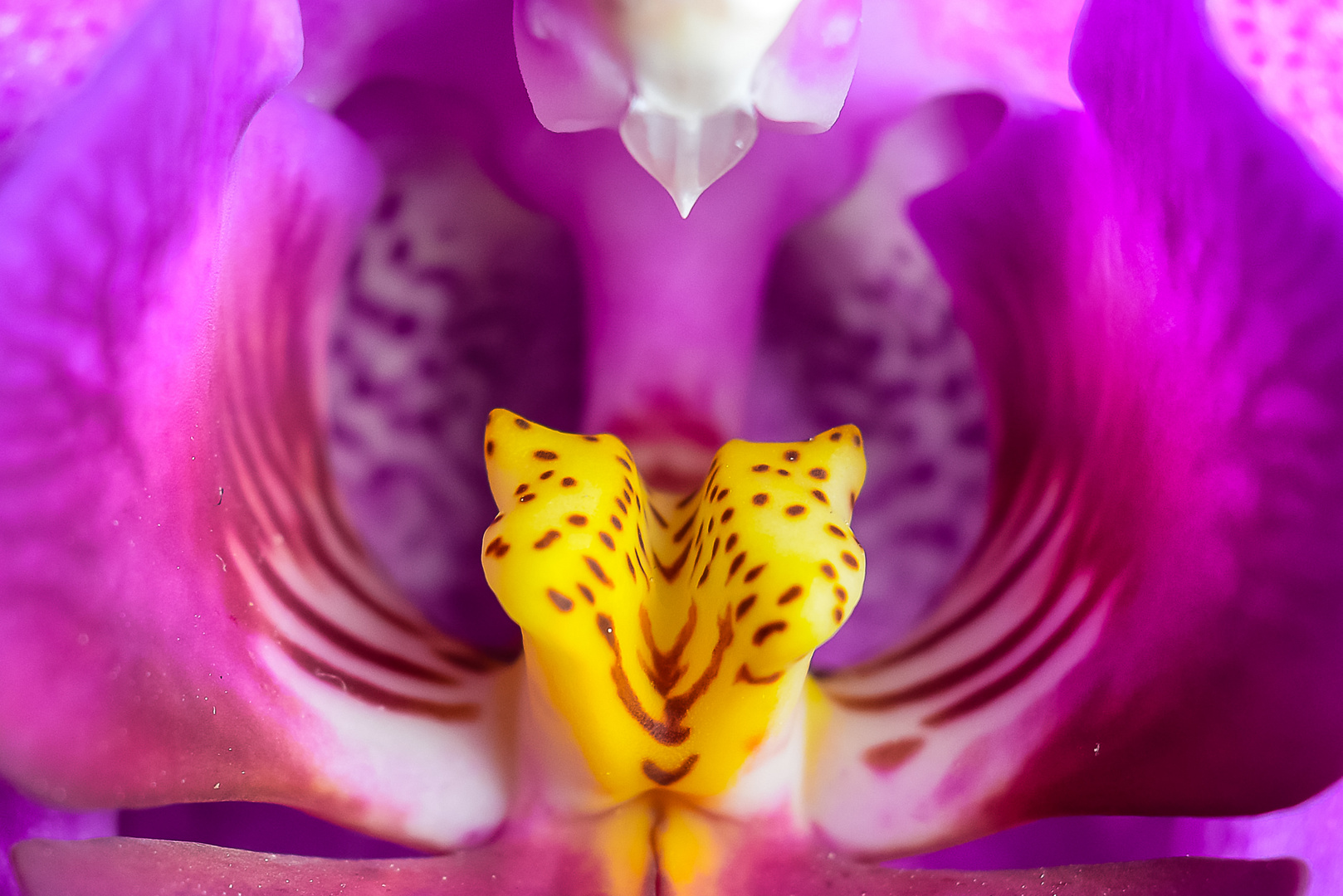 Der Orchideenschlund