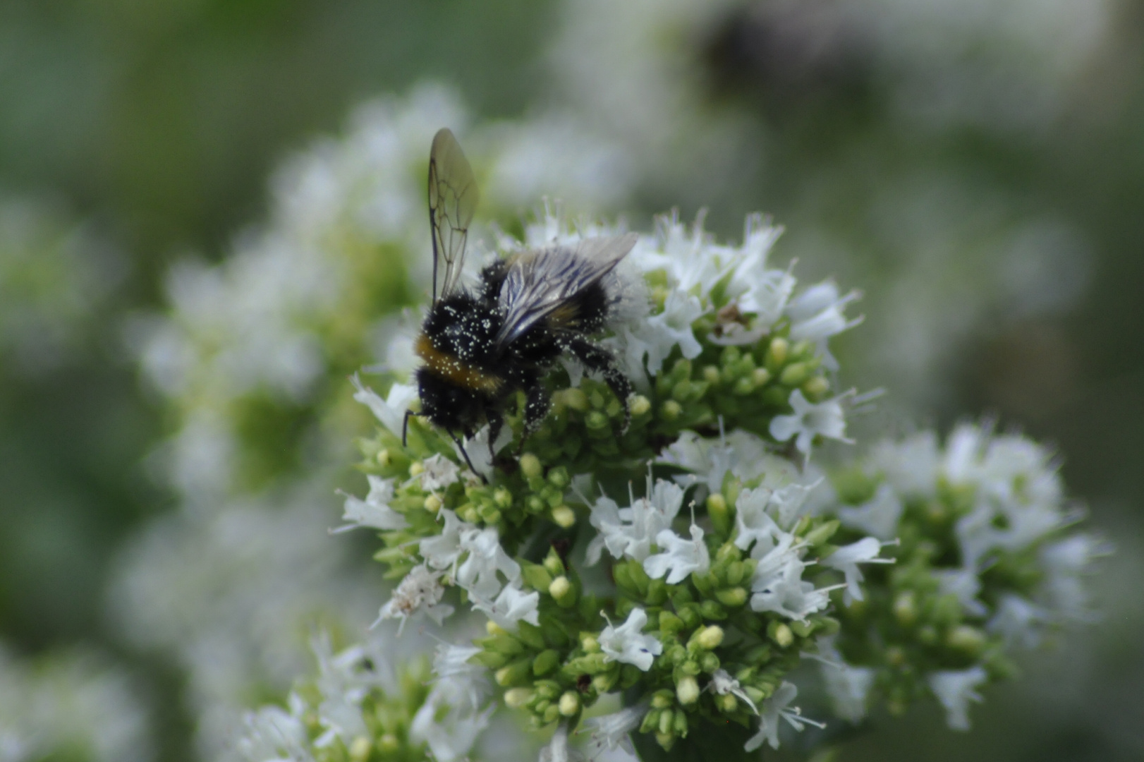 Der Oregano zur Zeit in voller Blüte