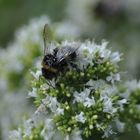 Der Oregano zur Zeit in voller Blüte