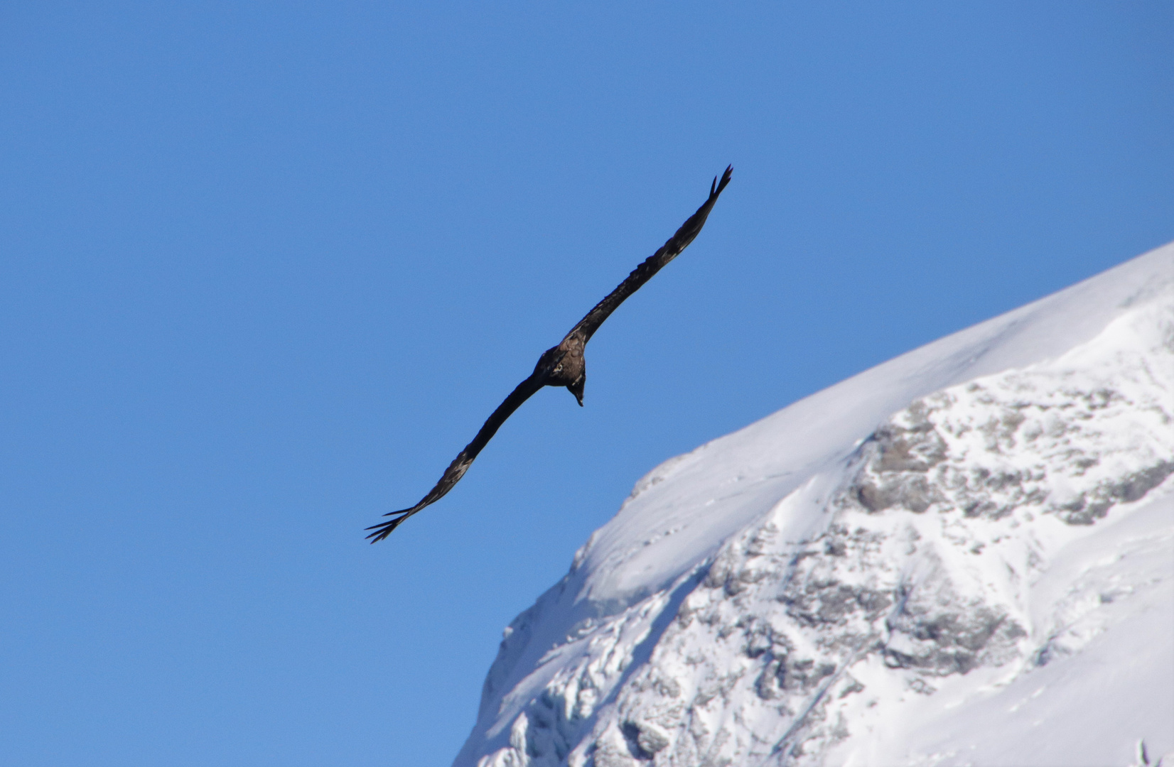 Der Ortler und der Vogel