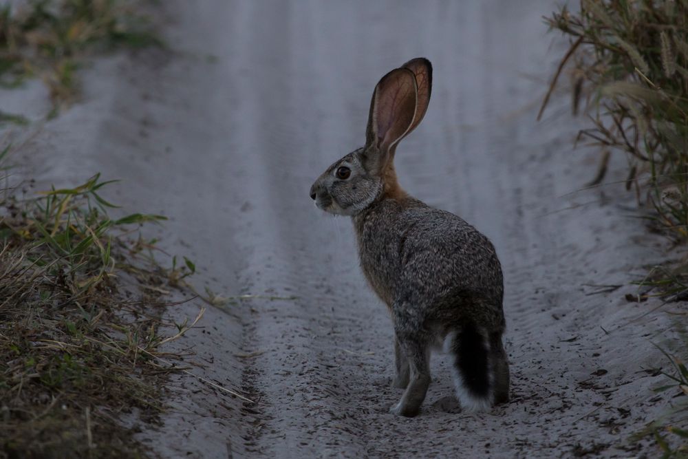 Der Osterhase...