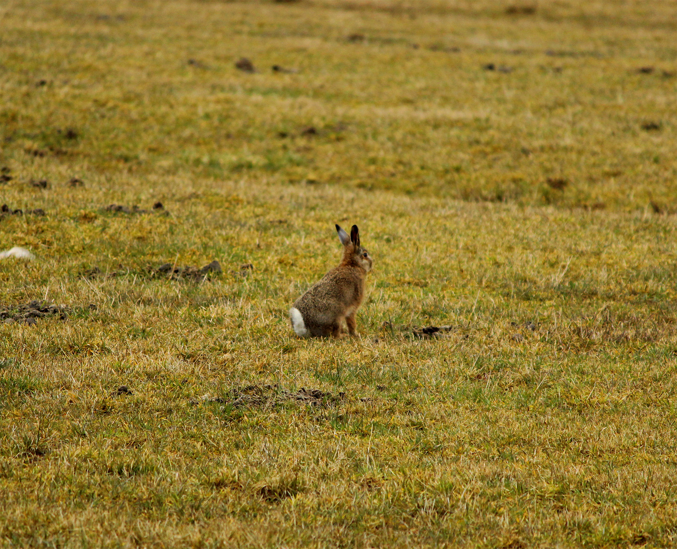 Der Osterhase