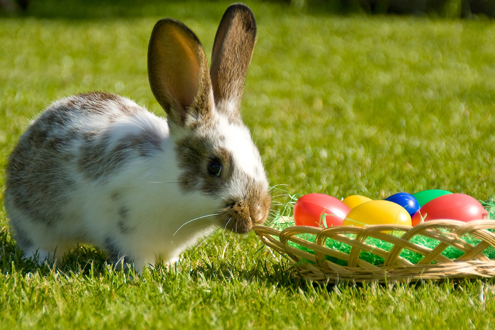 Der Osterhase? Foto &amp; Bild | karten und kalender, osterkarten, tiere ...