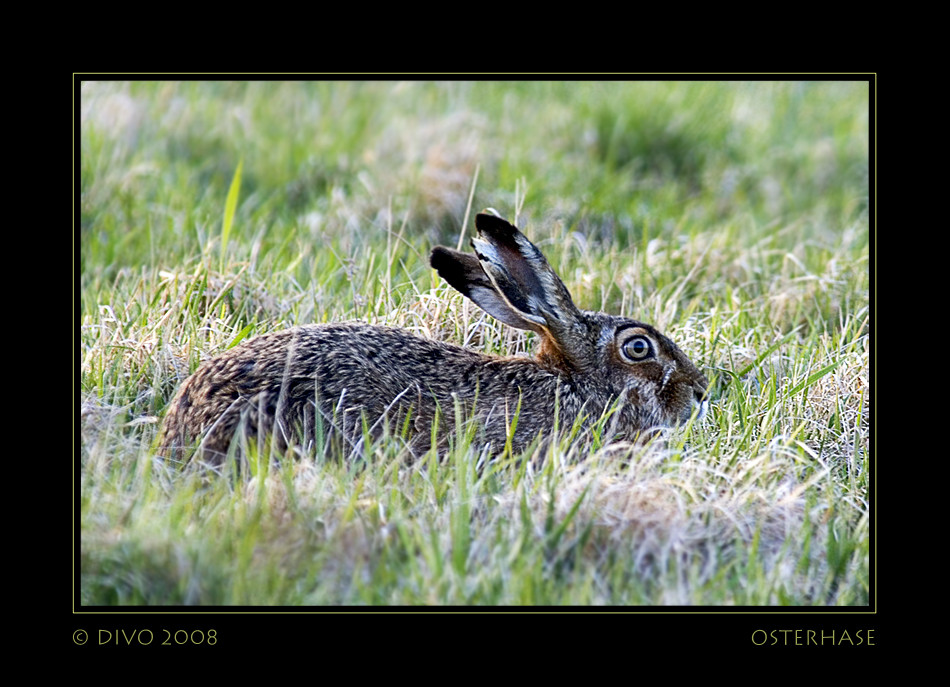 Der Osterhase