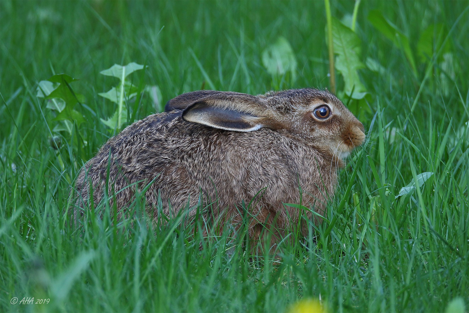 Der Osterhase ...