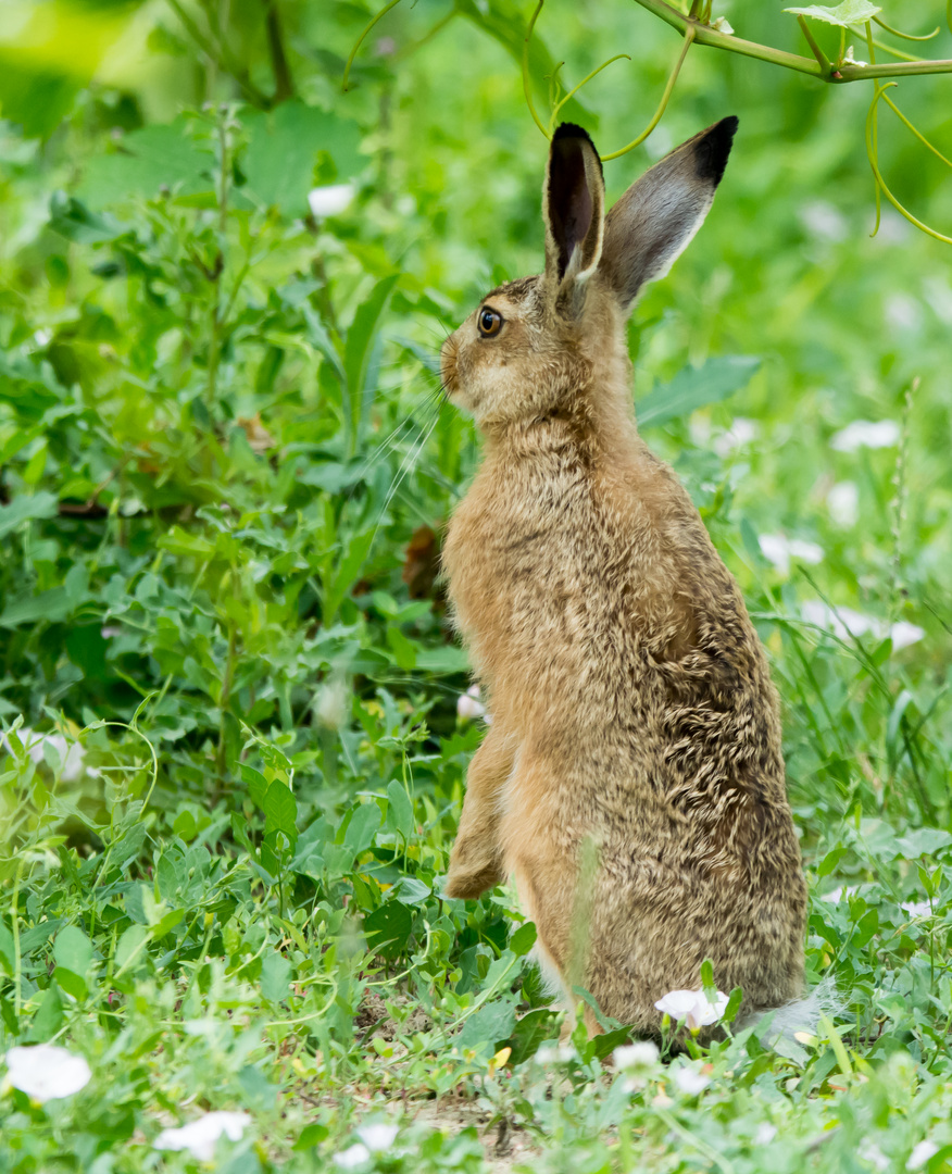 Der Osterhase