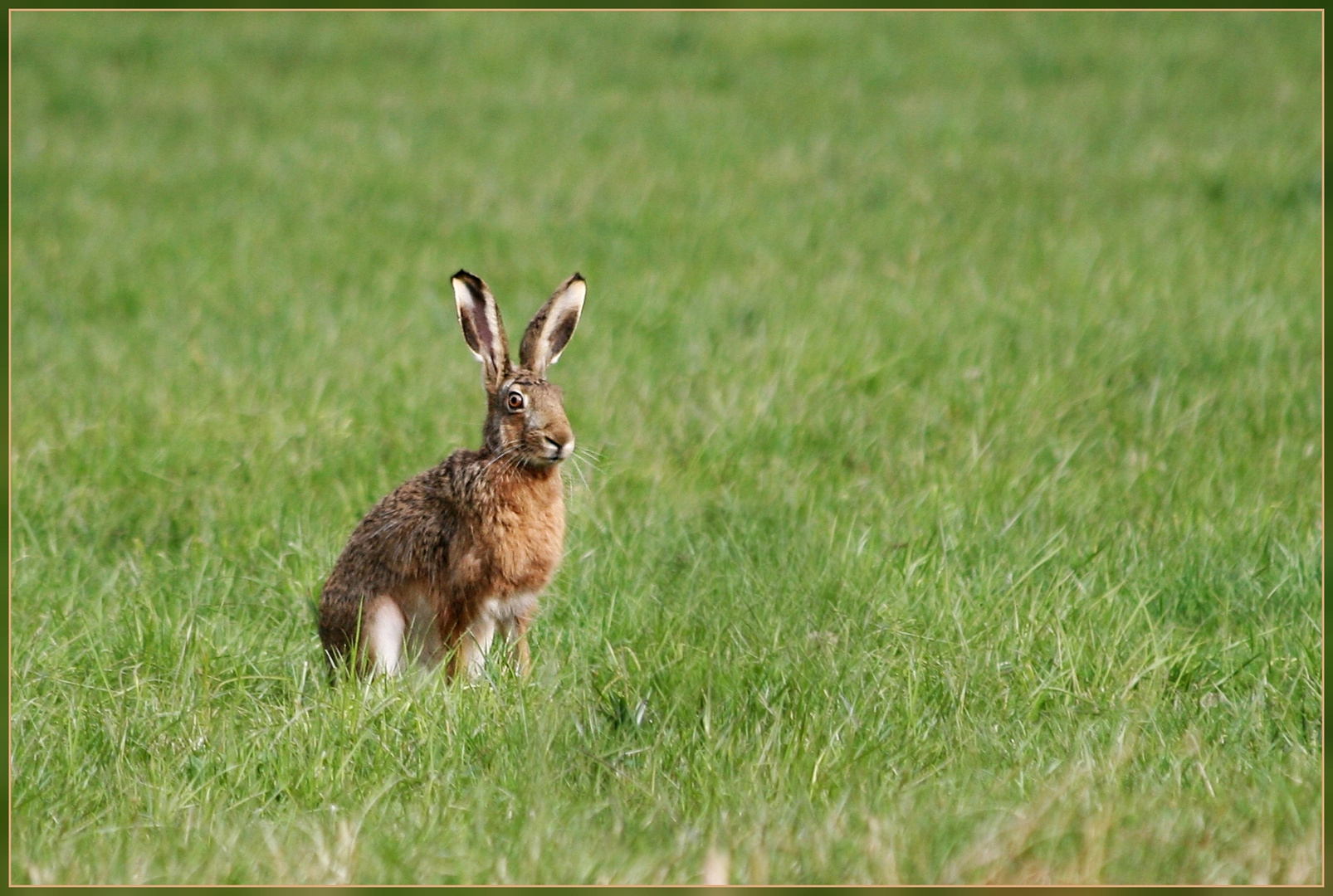 Der Osterhase