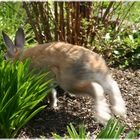 Der Osterhase auf der Flucht